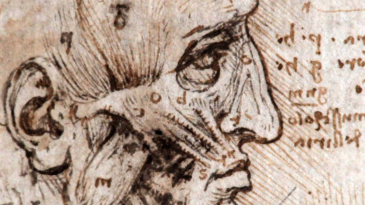 anatomia di leonardo da vinci