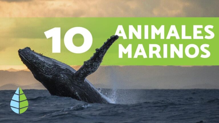 animales que viven en el mar