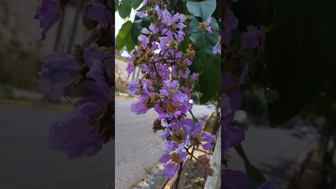 arbol de flor morada como se llama