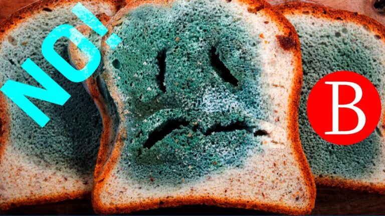 conclusiones del experimento del moho en el pan