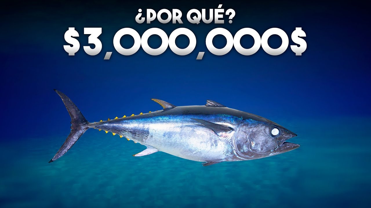 cuál es el pescado más caro del mundo