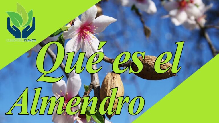de que color es la flor del almendro