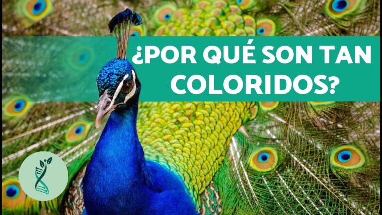 donde vive el pavo real