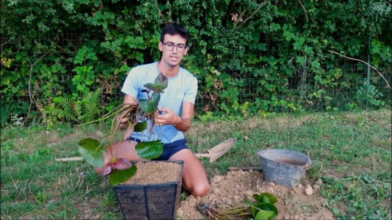 el estanque de los nenúfares