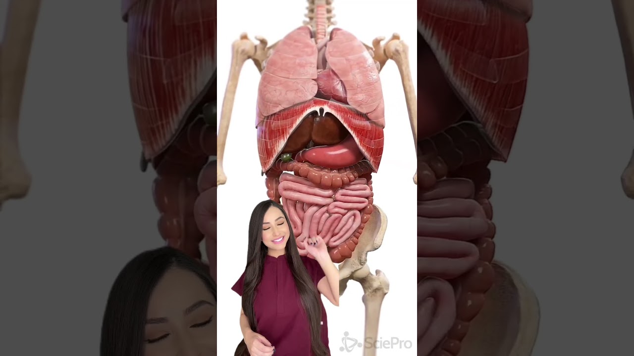 esfinge parte del cuerpo humano