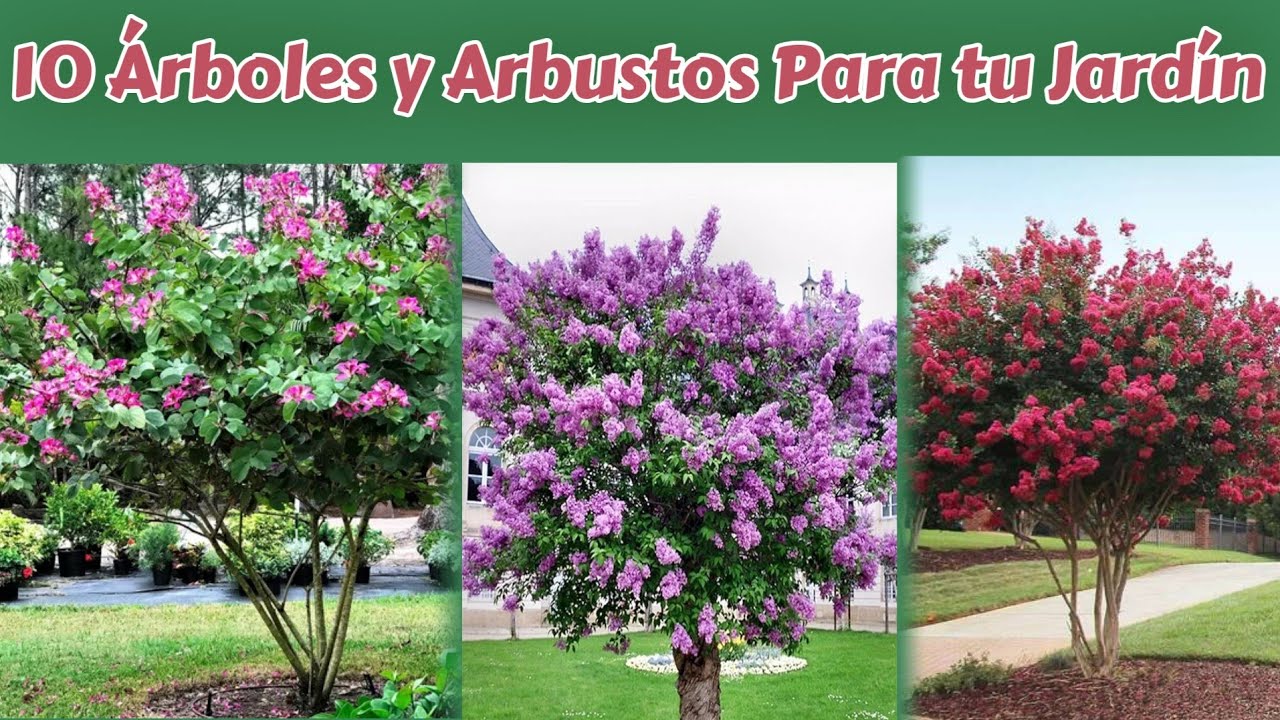 nombre de árbol con flores lilas