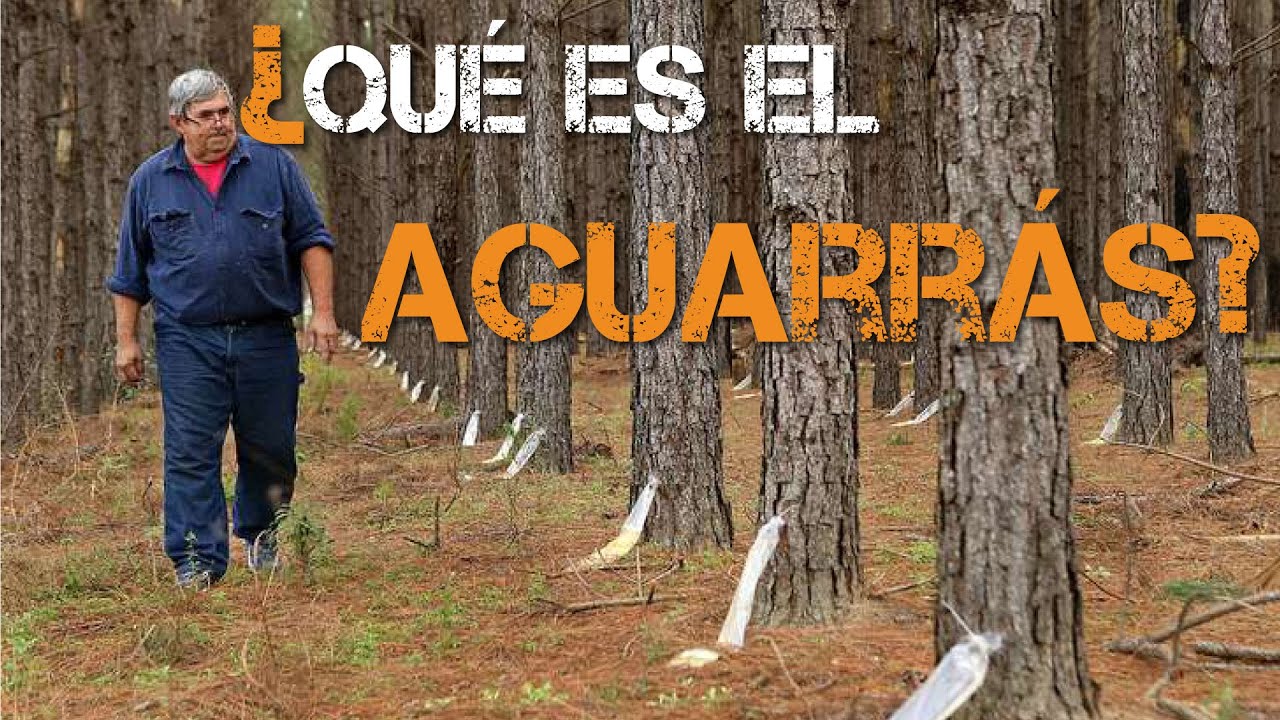 para q sirve el aguarrás