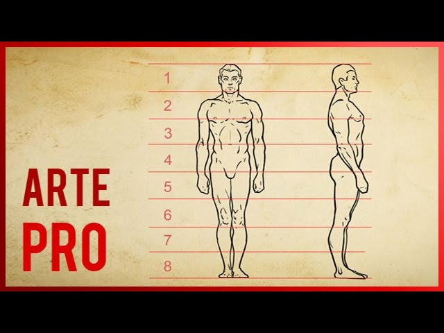 proporcion en el cuerpo humano