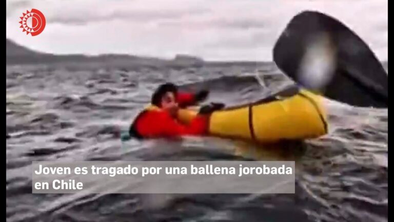 quien se comio la ballena
