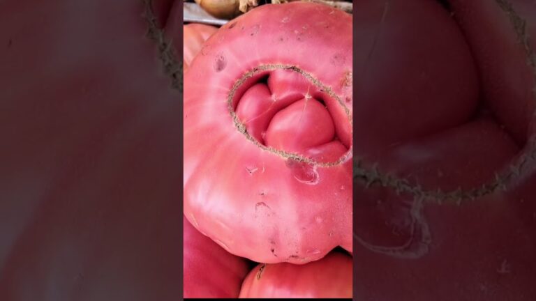 tomate mas grande del mundo