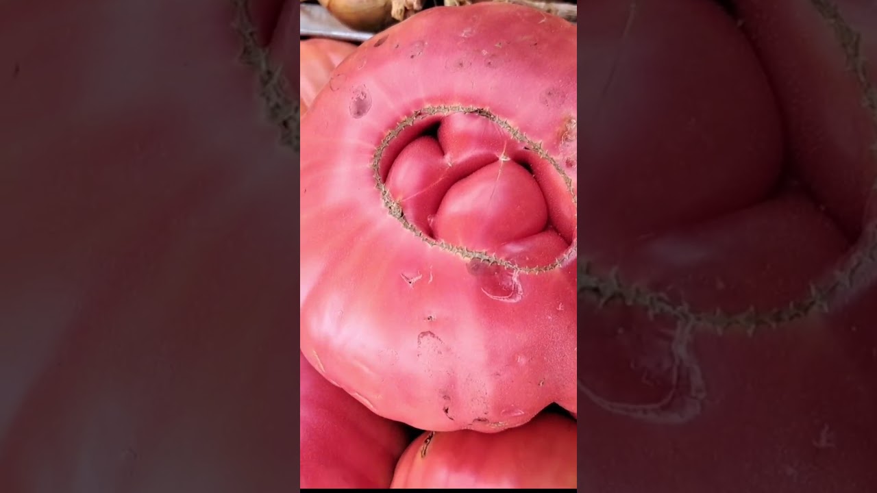 tomate mas grande del mundo