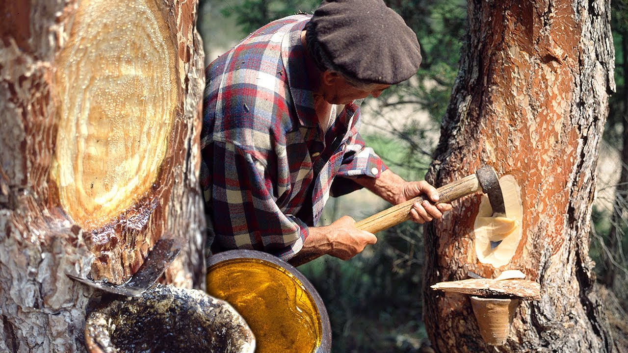 uso de la resina de pino